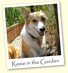 Welsh Corgi - Rosie